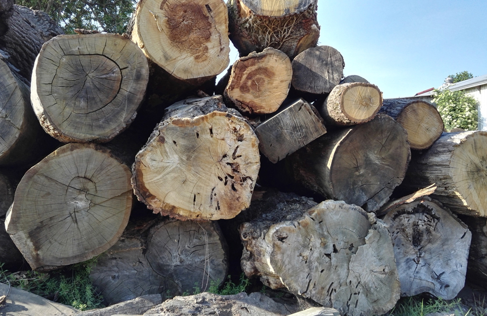 oak logs at the wood yard