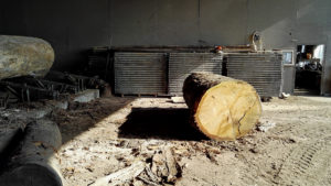 Oak tree trunk at Marans scierie before being cut into planks