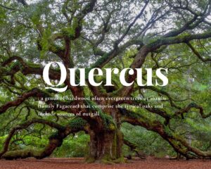 Quercus French oak qualities and grading
